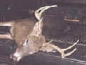 Deer Harvested using Buck Stix Buck Lure
