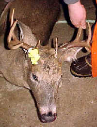 Mountain Howitzer Deer