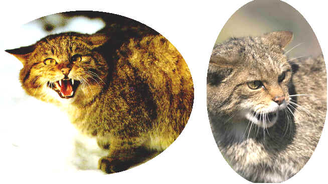 Feral Cats to be hunted with Coehorn Mortar Cannon