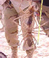 tow desert camel spider with tape maeasure
